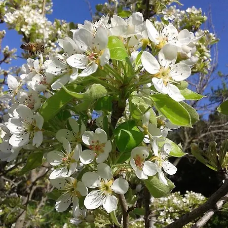 Bed & Breakfast La Quercia San Gregorio (Sardinia)