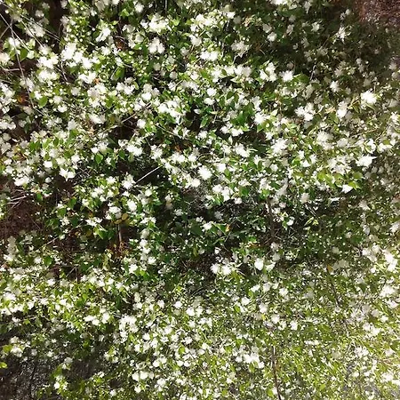 La Quercia Bed and breakfast